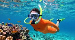 top beginner snorkeling gear