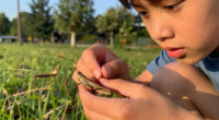 Locusts aren't a separate species, they are just regular grasshoppers that physically transform when overcrowded.