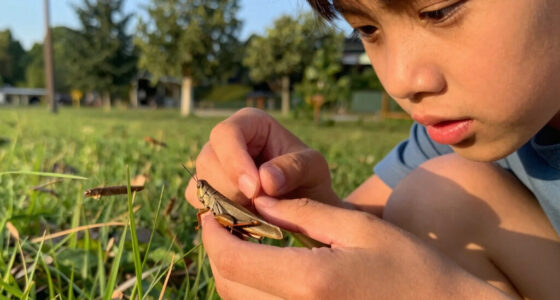 Locusts aren't a separate species, they are just regular grasshoppers that physically transform when overcrowded.