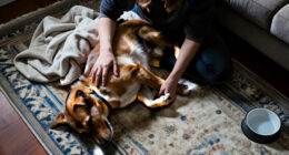 Why “It’s Only A Dog” Really Misses The Point